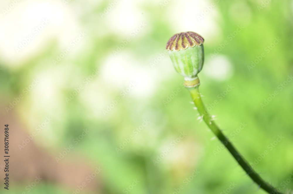 Beautiful Natural Fresh Flower in Garden. Beautiful Natural Fresh Flower in Garden.