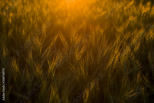 Warm summer evening with a sunset on a harvest field photo