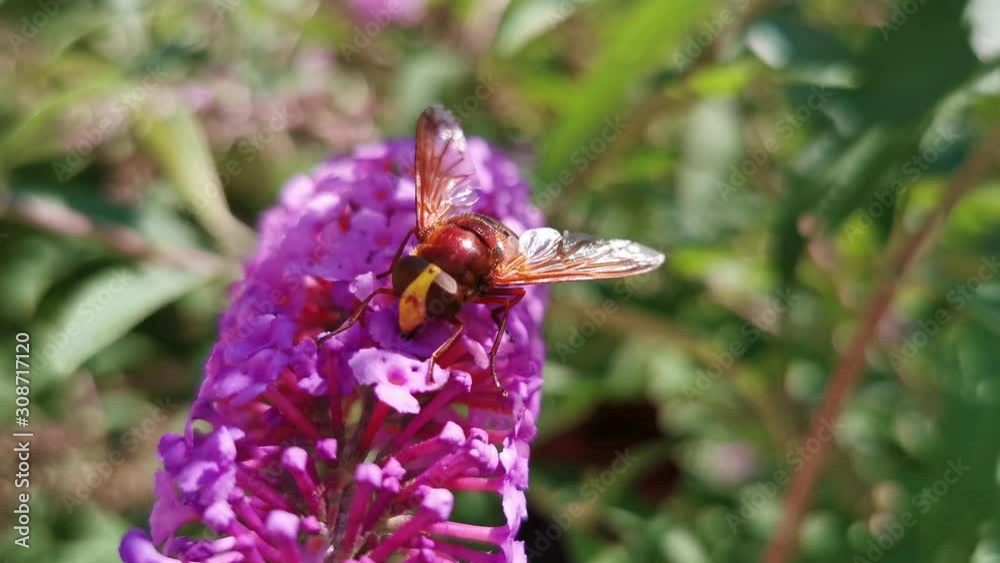 Macro, Avispón  Volucella zonaria, en flor de Buddleja davidii florecida