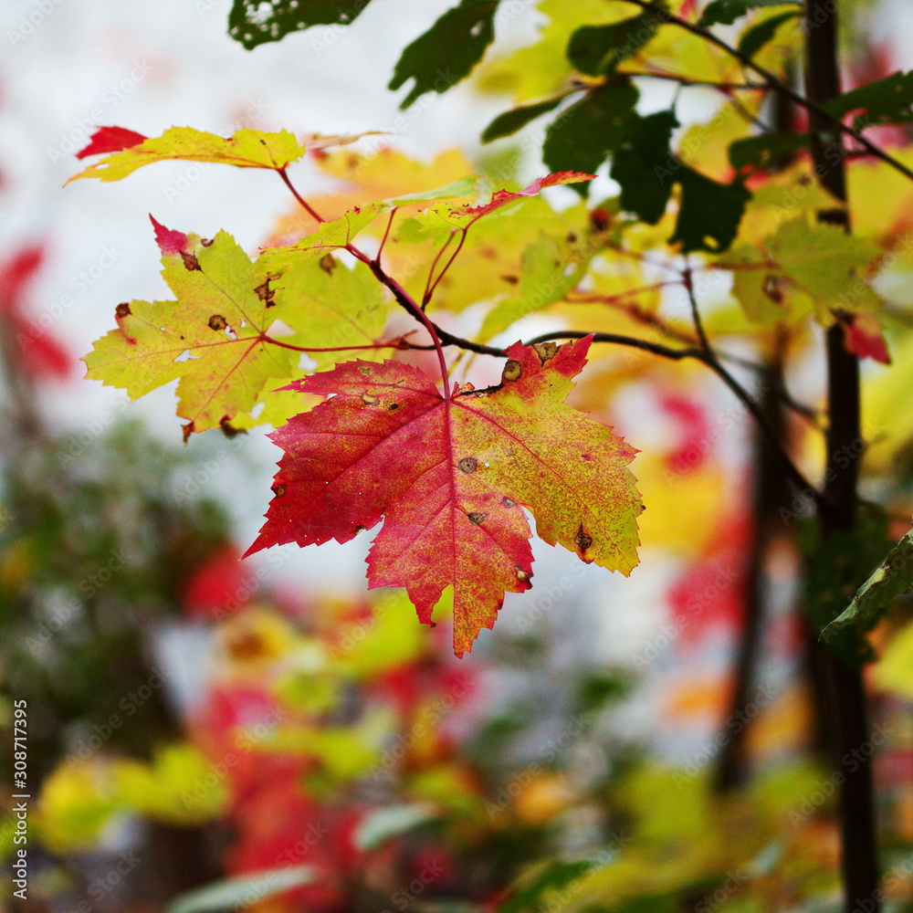 Fall leaves in a forest in Ontario, Canada. Colorful leaves changing with the season. Fall leaves in a forest in Ontario, Canada. Colorful leaves changing with the season.