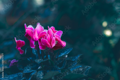 Pink blooming cyclamen flower in a pot in fdark tone concept. photo