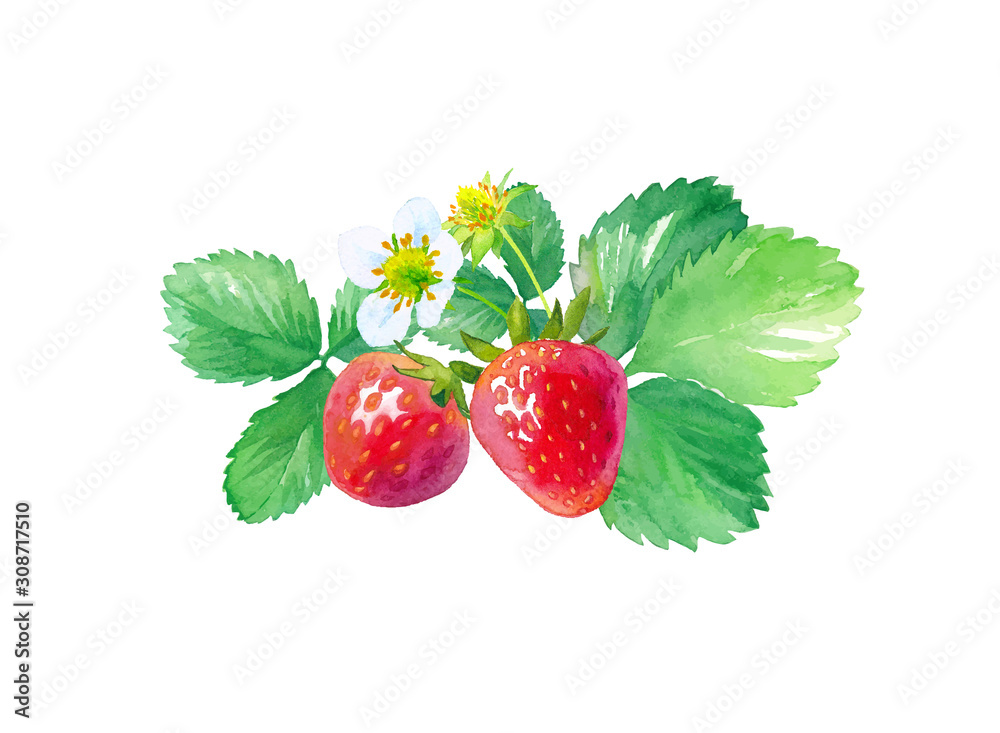 イチゴの水彩イラストのトレースベクター 花 葉 果実のセット レイアウト変更可能 Vector De Stock Adobe Stock