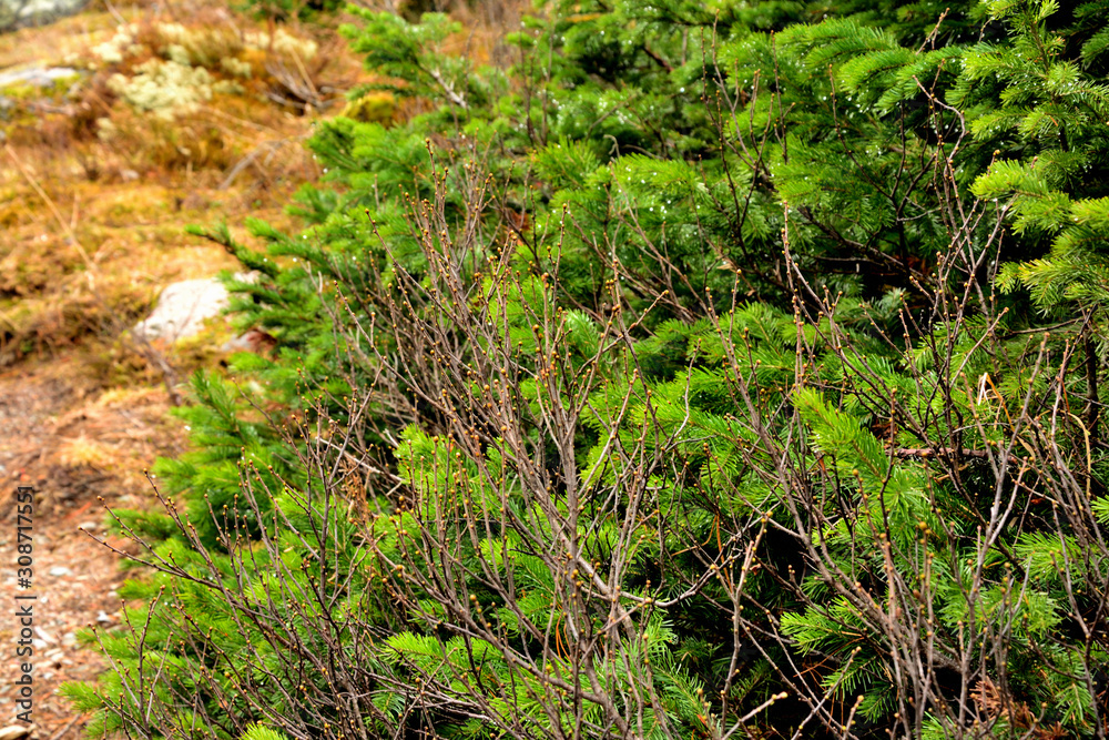 spruce, pine, coniferous, juicy, green, nature, spruce, pine, coniferous, juicy, green, nature,