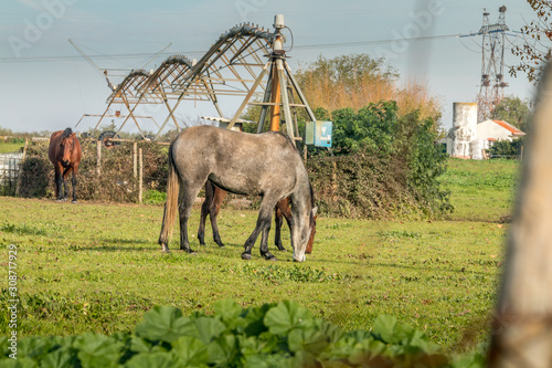 Lusitan horses in the pasture, Golega, Portugal photo