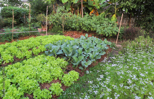 Closeup of organic Chinese kale, green oak  and other vegetable growing in backyard garden in sunny morning. 