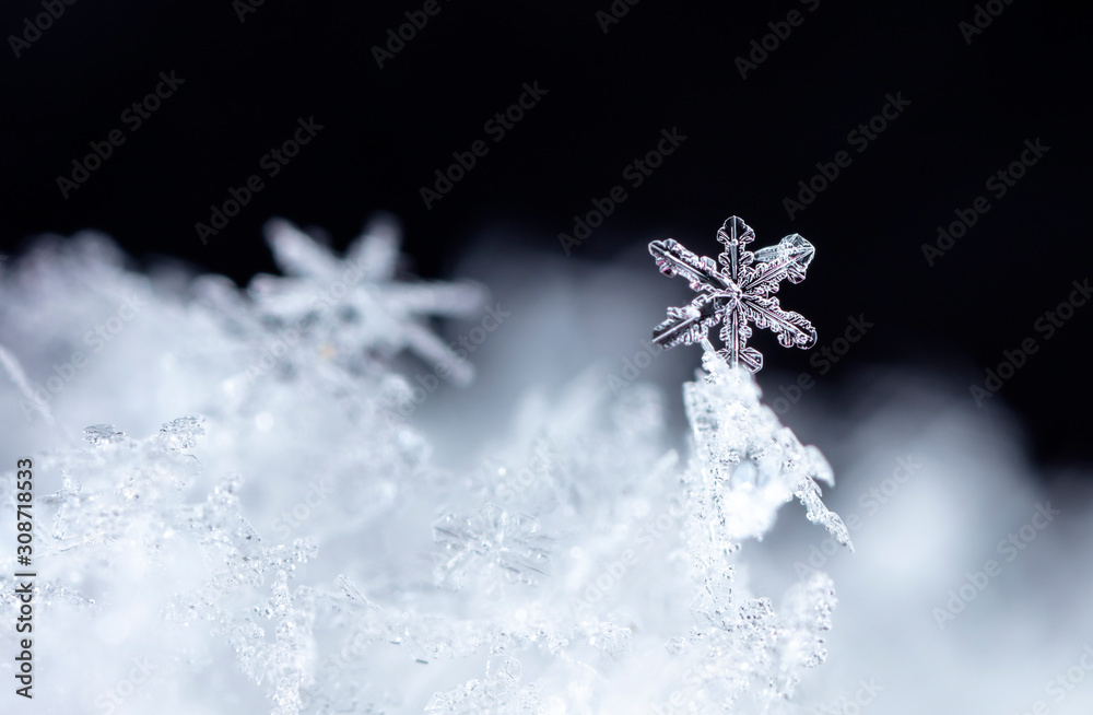 natural snowflakes on snow, winter