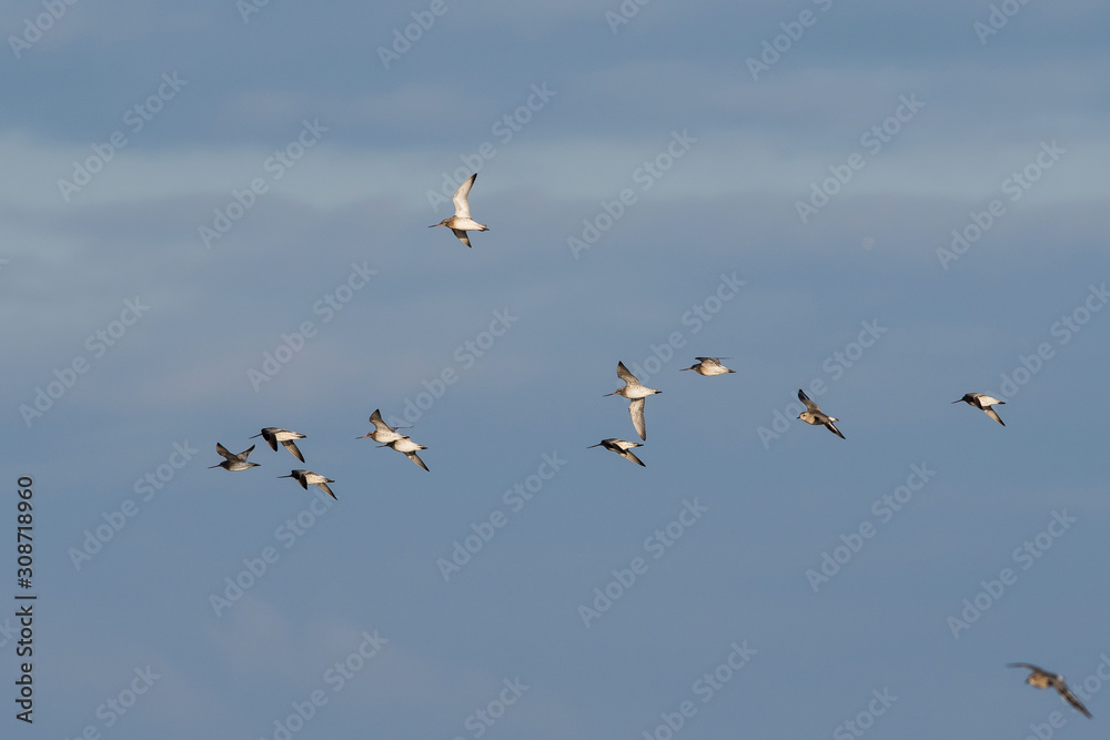 Bar-tailed Godwit birds flying in blue sky