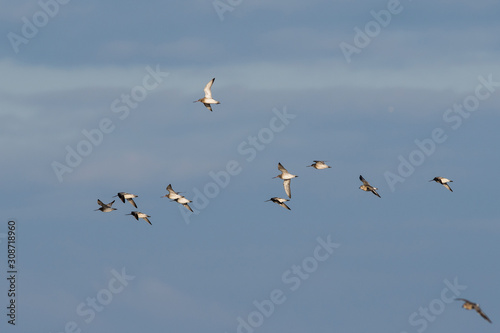 Bar-tailed Godwit birds flying in blue sky