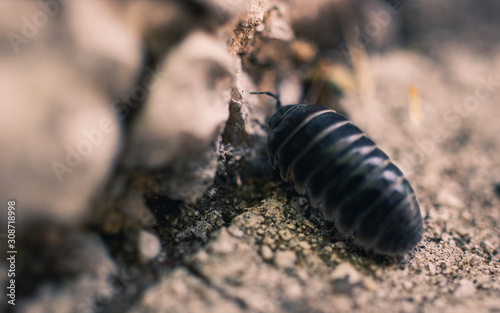 Pill bug