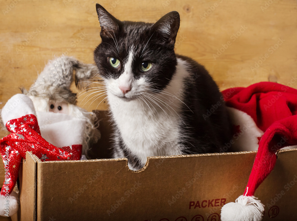 Fototapeta premium funy curious cat inside christmas box