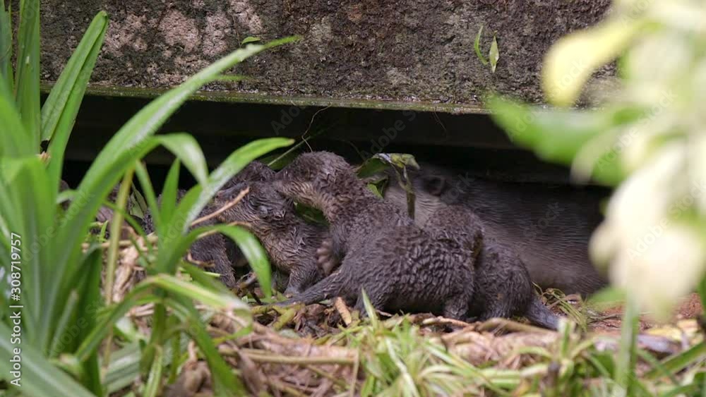 A Family Of Beautiful Black Smooth Coated Otters Outside Their Holt - Close Up Shot A Family Of Beautiful Black Smooth Coated Otters Outside Their Holt - Close Up Shot