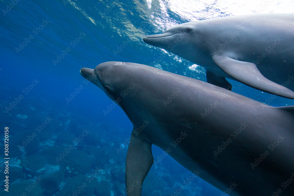 Naklejka premium dolphin in blue water