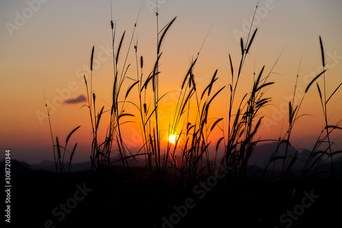 sunrise over wheat field © sunisa