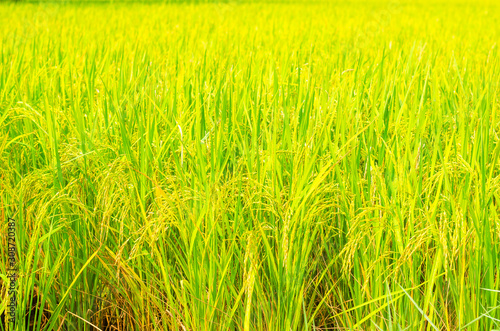 yellow jasmine rice field paddy in Thailand. agriculture nature landscape background.