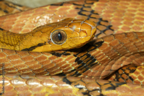 Close up dog tooth cat eye snake in thailand