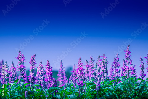 Selective soft focus of Beautiful violet salvia farinacea flower field in outdoor garden background. Blue Salvia flower blooming in the spring. Colorful purple flowers plant of victoria blue.