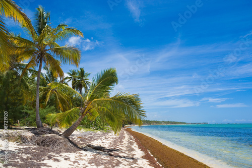 Inclined palm tree on wild ...