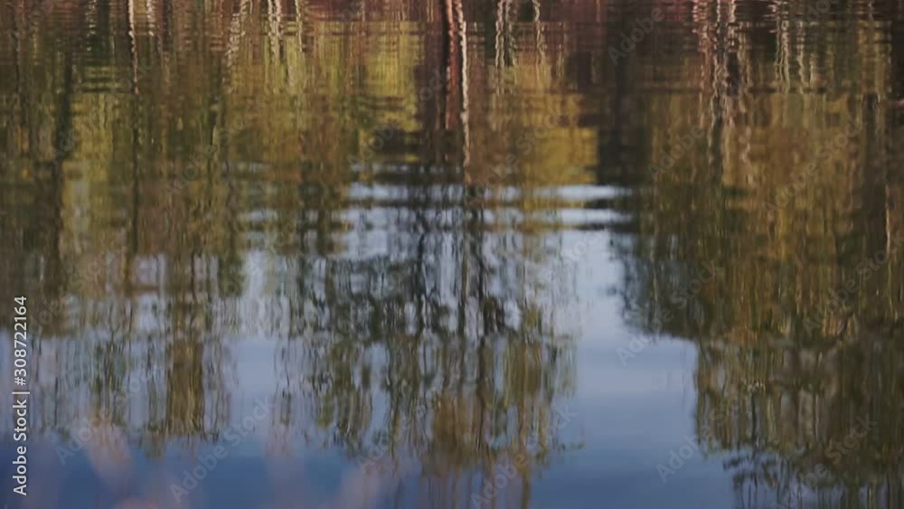 Bright yellow aspen trees reflect in a lake during peak fall colors. Shimmering reflections are pained bright gold in the morning sun.