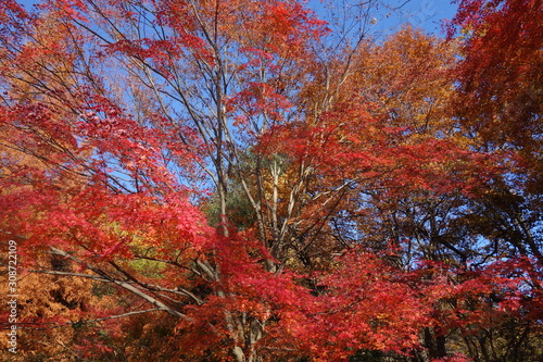 冬の東京の紅葉