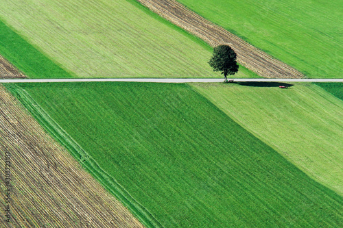 Tree on green field in Austria photo