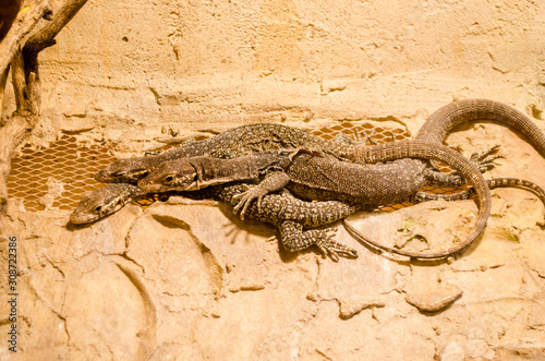 Four gray lizards lie on top of each other, basking in stone, under the warm light of a lamp