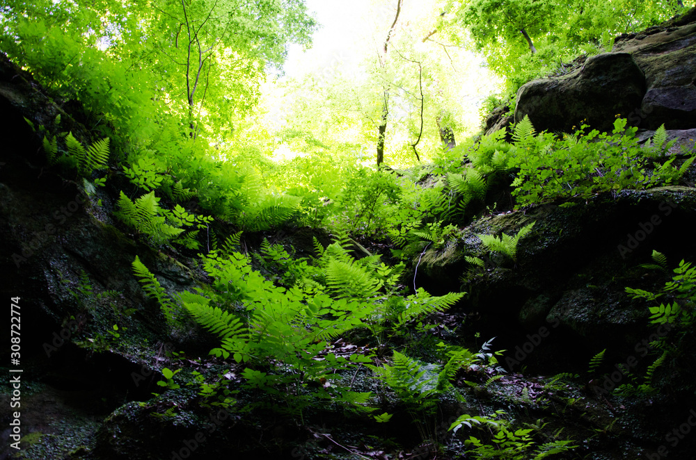 waterfall in the forest waterfall in the forest