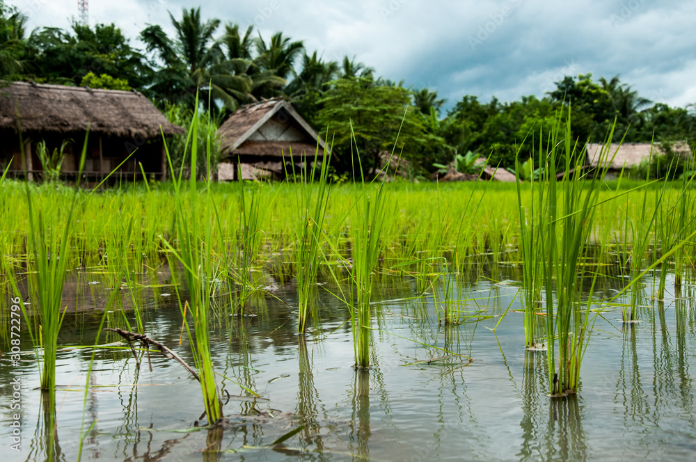 Laos - Luang Prabang - Living Land Rice Experience Laos - Luang Prabang - Living Land Rice Experience