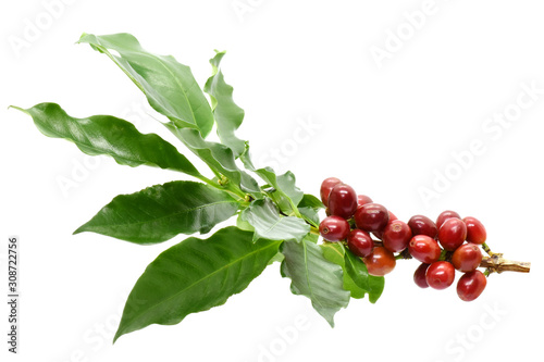 Coffee berries and leaves coffee on branch, White background.