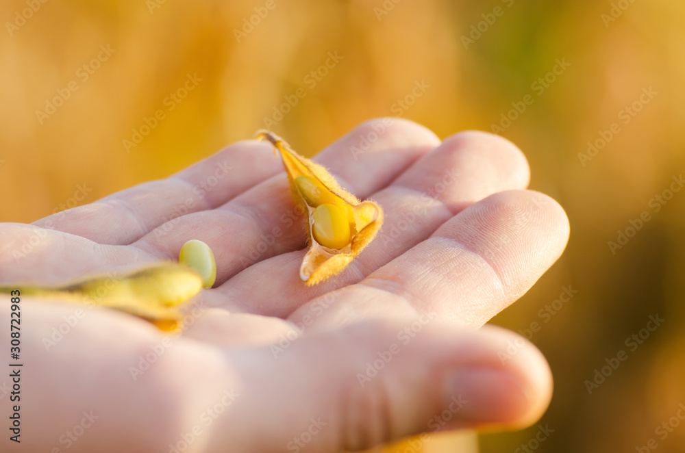 Harvest ready soy pods in farmer hands on field background evening sunset time closeup photo Harvest ready soy pods in farmer hands on field background evening sunset time closeup photo