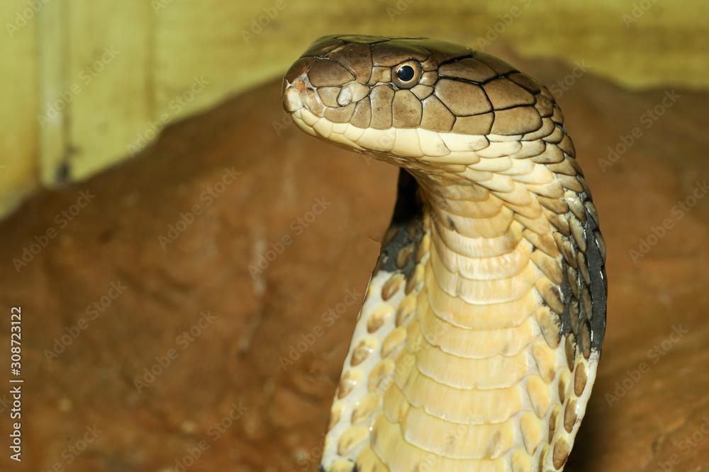 Fototapeta premium Close up head king cobra is dangerous snake at garden thailand