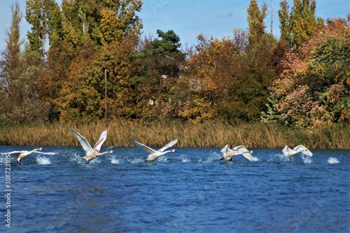 birds on the lake