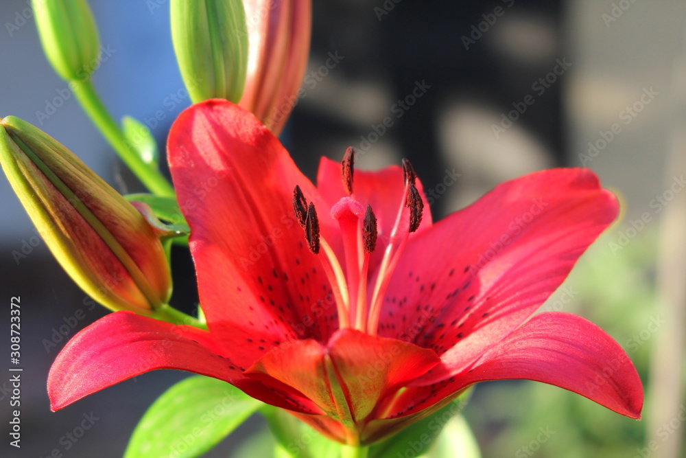 close up of red flower
