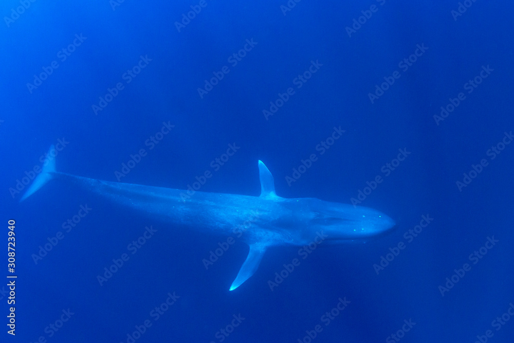 Fototapeta premium Pygmy Blue Whale 