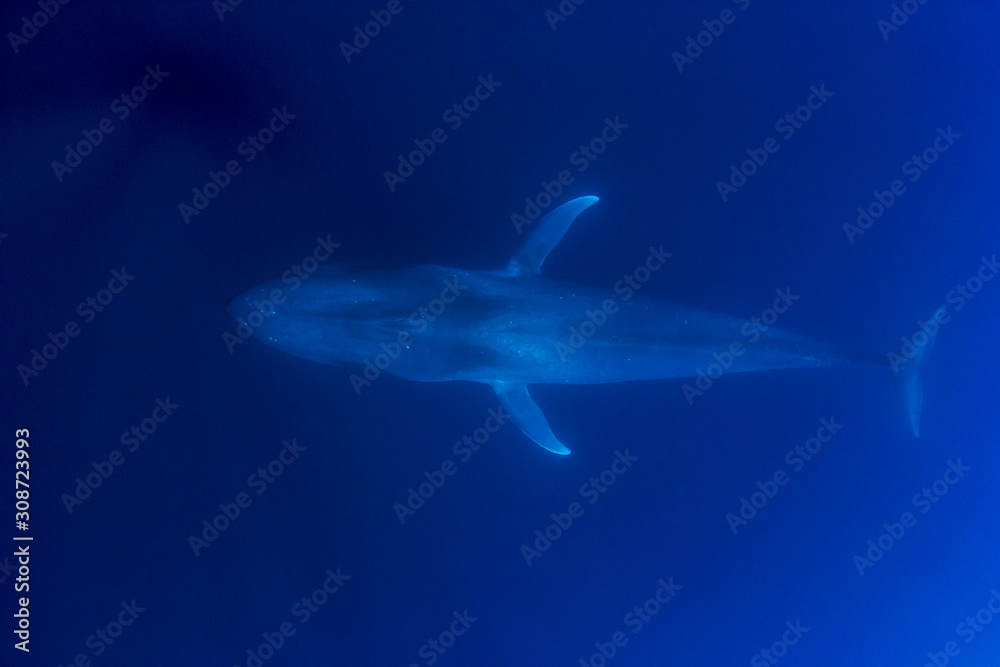 Fototapeta premium Pygmy Blue Whale 