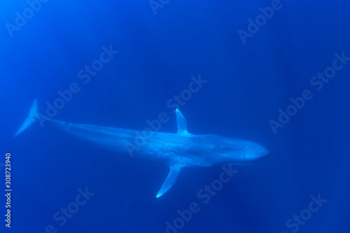 Pygmy Blue Whale  © Richard Carey