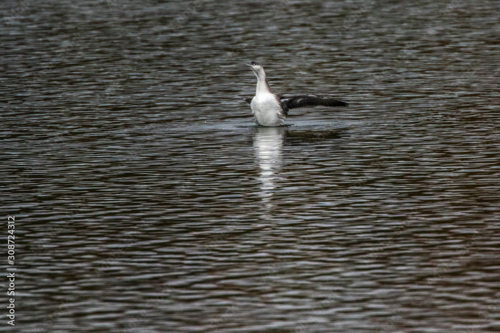 Red-throated loon (Gavia stellata)