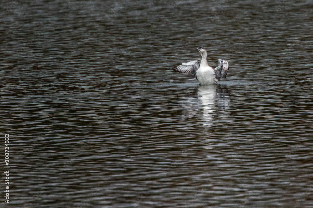Red-throated loon (Gavia stellata)
