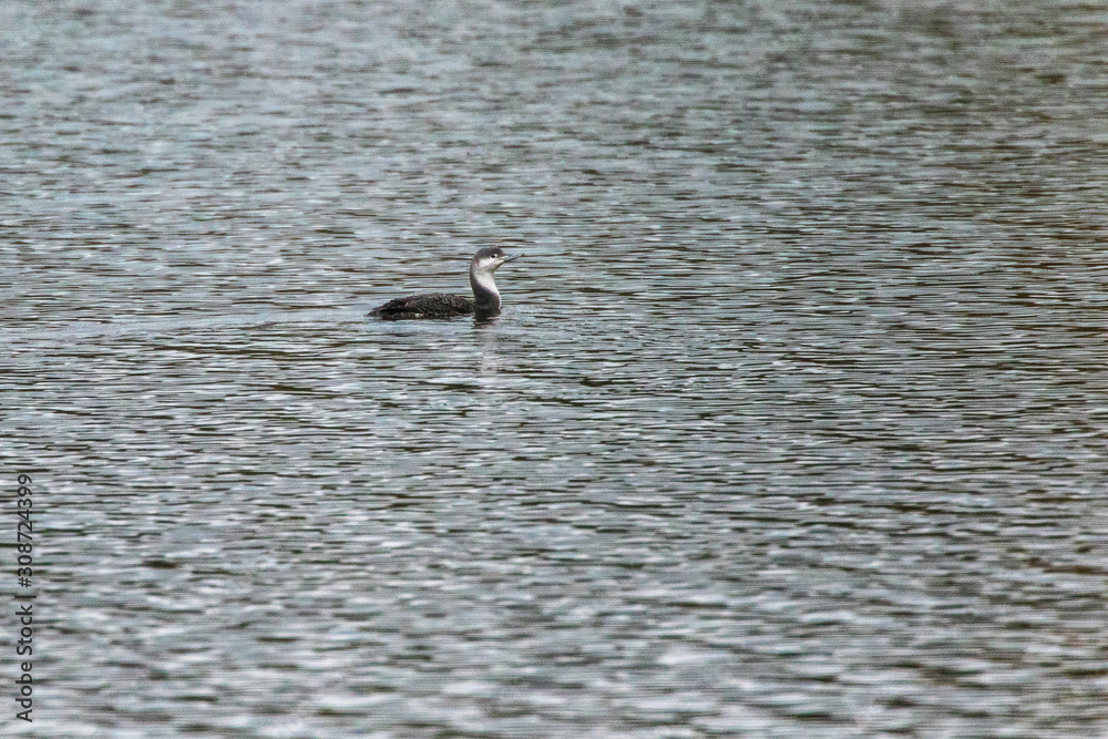 Red-throated loon (Gavia stellata)