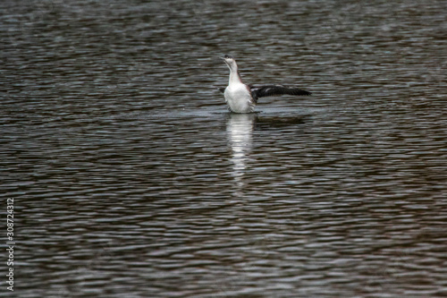 Obraz na płótnie Red-throated loon (Gavia stellata) w salonie