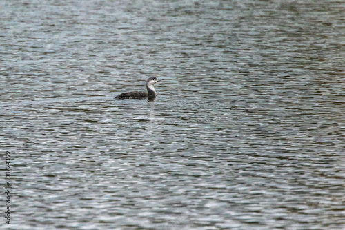 Obraz na płótnie Red-throated loon (Gavia stellata) w salonie