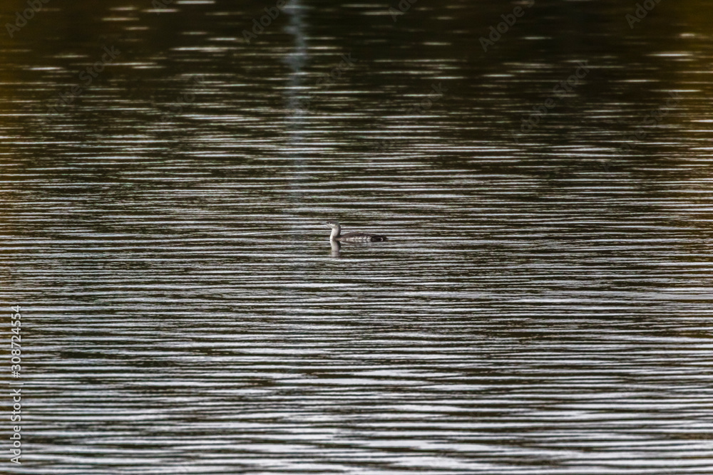 Red-throated loon (Gavia stellata)