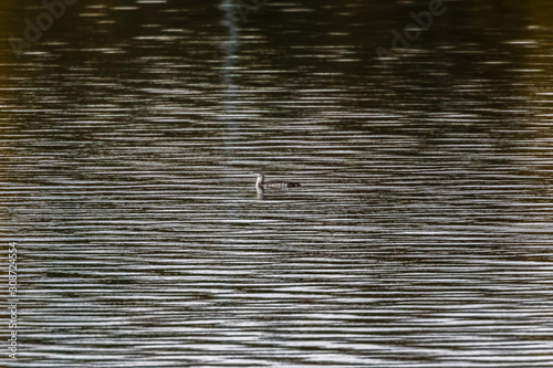 Obraz na płótnie Red-throated loon (Gavia stellata) w salonie