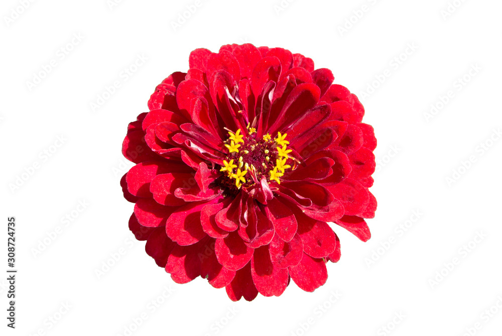 Red Calendula officinalis flower with white background Red Calendula officinalis flower with white background