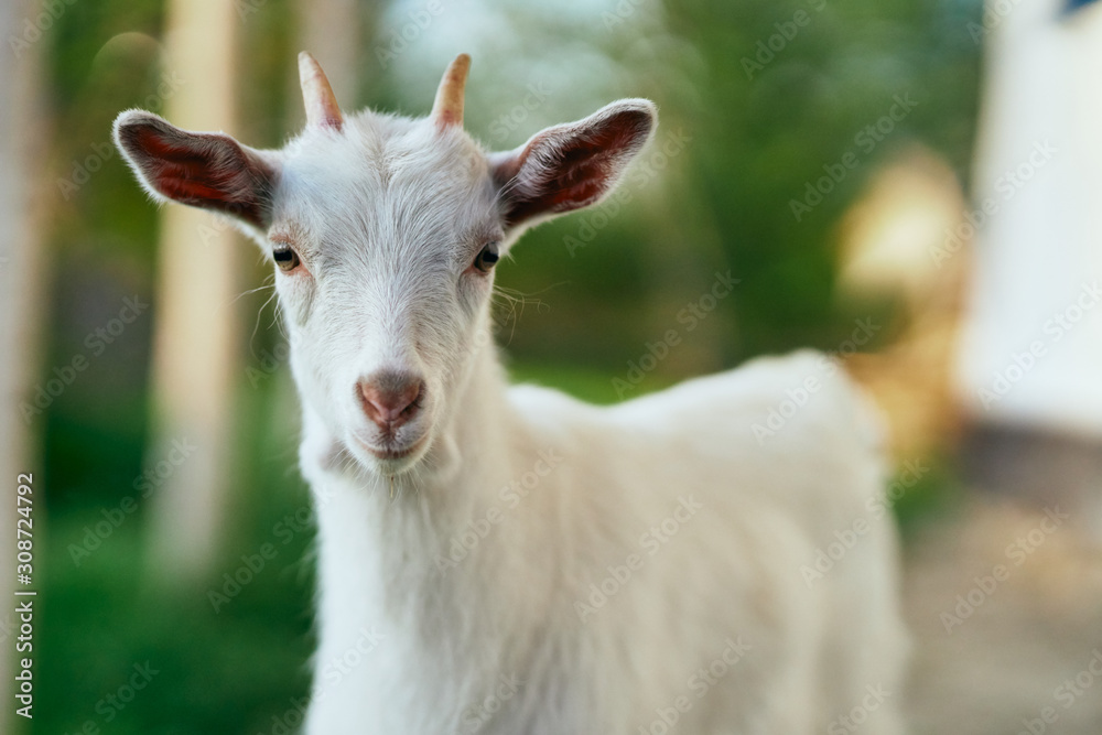 portrait of a goat