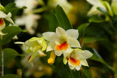 Beautiful yellow orchid flower tree.