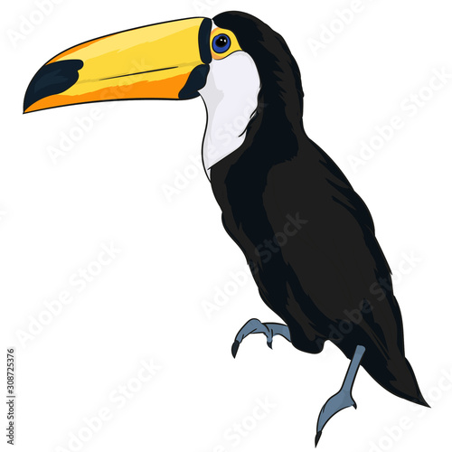 cartoon toucan, tukan, exotic bird,flying,bird,kreskówkowy tukan