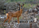 Male Roe Deer stands alone and sadly in cutted forest clearence