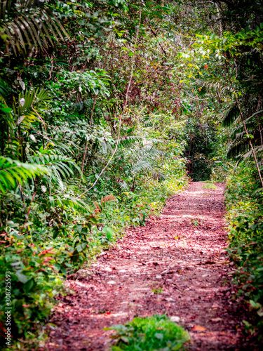 Panama - Parque Nacional Soberania photo