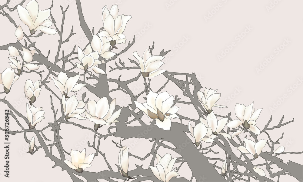 Illustration of Magnolia, Mokuren, Japanese magnolia