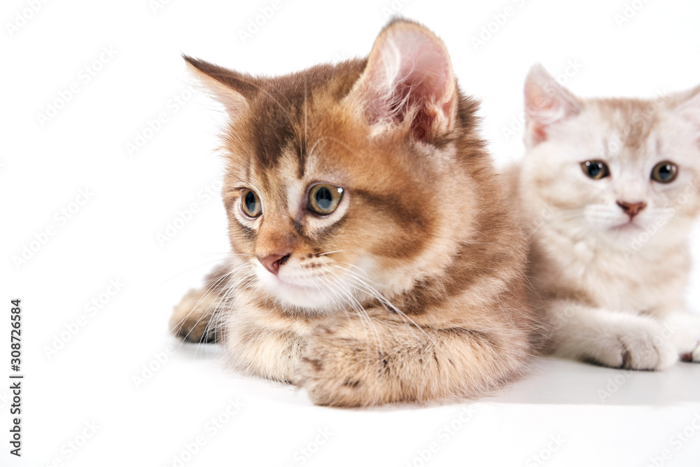 Front view of two adorable kittens.